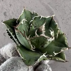 2026年最新】蚩尤 アガベの人気アイテム - メルカリ