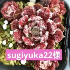 sugiyuka22様 リクエスト 2点 まとめ商品