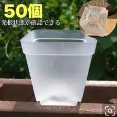 透明スリット鉢 スクエア 7cm 50個 多肉植物 プレステラ