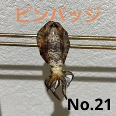 魚ピンバッジ　　　アオリイカver