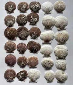 茶色と白の模様入り貝殻セット