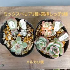 2025年最新】ミックスベリアの人気アイテム - メルカリ