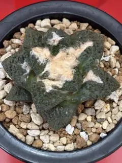 サボテン　ゴジラ　国内実生繁殖苗　実生接　開花株　抜き苗発送 Yahoo!オークション -「godzilla」(サボテン) (観葉植物)の落札