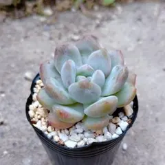 ⑦イーゲルコット ミックスベリア おらいさん苗 抜き苗 多肉植物