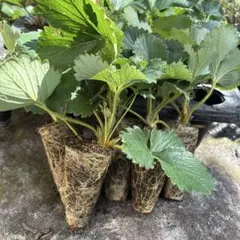 いちご苗 (とちおとめ) 20株