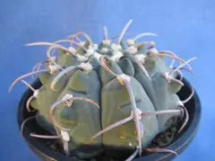 2025年最新】ギムノカリキウム バッテリーの人気アイテム - メルカリ