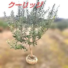 2026年最新】フェイジョアの人気アイテム - メルカリ