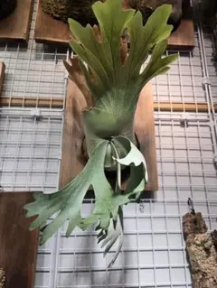 メルカリ便】P. Willinckii Snow(spore) 【68】 - メルカリ