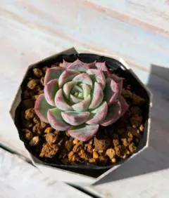 沙羅姫牡丹　大群生株 820745f1b9b75df3c045f17947b276