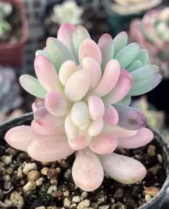 多肉植物　乙女心錦　抜き苗