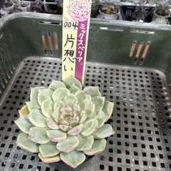 札付き おらいさん苗 ミックスベリア 004 片想い
