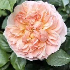 五月様 リクエスト 2点 まとめ商品