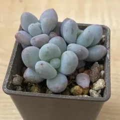 2026年最新】星美人 多肉の人気アイテム - メルカリ