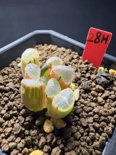 108h 多肉植物 ハオルチア レンズ玉扇錦糊斑 自家繁殖 鉢植え発送