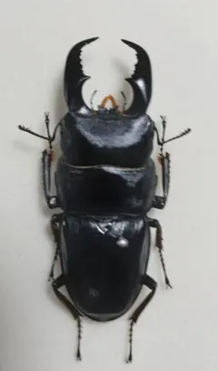 特大 タテヅノクワガタモドキ ♂82.3㎜A-+♀77.5㎜A- ベトナム 標本 昆虫標本 特大タテヅノクワガタモドキ︎︎ ♀ 77mm - メルカリ