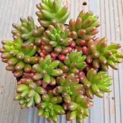 どんチャン様 リクエスト 2点 まとめ商品