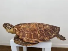 ウミガメ剥製 m72576109574_1.jpg?1634612468