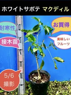 2026年最新】ホワイトサポテ 苗の人気アイテム - メルカリ