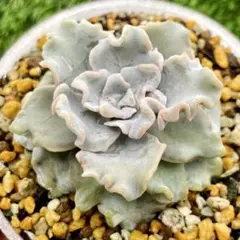 多肉植物　クリスペートビューティー　現物　波打つ葉　薄く粉の付いた苗　エケベリアのサムネイル