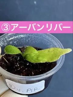 ③ベイチーアーバンリバー(AR) 胞子培養株　ビカクシダ