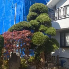 真柏 山木 樹齢300年以上 - メルカリ