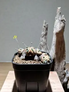 グアテマラ産カタビロオサムシ - メルカリ