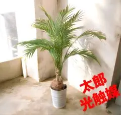 光触媒 人工観葉植物 ウォールグリーン フェイクグリーン アレカヤシ94