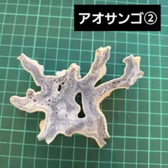アオサンゴ　スライス　青サンゴ　青珊瑚　パワーストーン　天然石