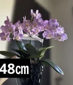 2025年最新】胡蝶蘭の人気アイテム - メルカリ