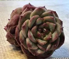 ミ*マ様 No.s47新品種　名前なし　エケベリア　多肉植物　撮影12月10日