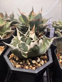 【Agave Otero メキシコオアハカ 】子株販売 Agave Otero メキシコオアハカ】子株販売 - メルカリ