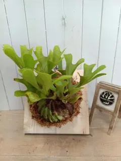 紅のイチマ様専用ページZ075【板付！MSサイズ】ビカクシダ リドレイ