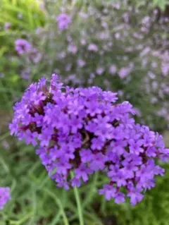 futa様 リクエスト 2点 まとめ商品