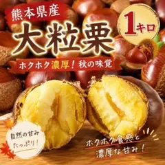 熊本県産 大粒栗 1kg ホクホク濃厚 秋の味覚