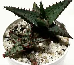 2025年最新】希少 アロエの人気アイテム - メルカリ