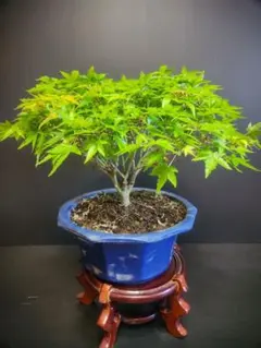 清姫モミジ 風情ある箒仕立て持込の小品盆栽 樹高22cm（地際から16cm