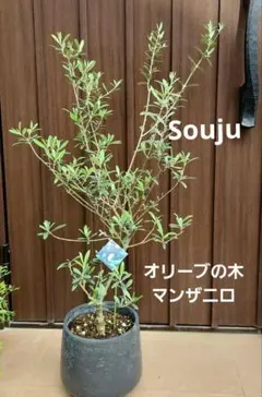 ギョリュウバイ 鉢植え 超難関種 大株！ - メルカリ