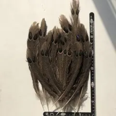 Item thumbnail for item c21ff9e1-9b4c-43a8-bbb8-88f77f5f9e2f