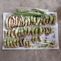 大特価　規格外生わさび＆不揃い茎のサムネイル