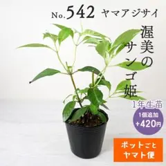ポットごとヤマト便544】ヤマアジサイ 1年生苗 坊ヶ鶴の華 - メルカリ