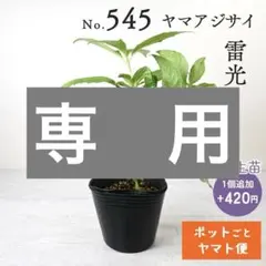 ミオパパ 【ポットごとヤマト便522】ヤマアジサイ　1年生　満天星 ポットごとヤマト便552】ヤマアジサイ 1年生苗 満天星 - メルカリ