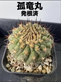 2026年最新】コピアポア シネレアの人気アイテム - メルカリ