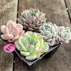 多肉植物 寄せ植えセット⑧ スティルハートなど - メルカリ
