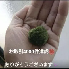 国産マリモ 約１cm 100個 癒しのマリモ無農薬 国産マリモ 約1cm 5個 癒しのマリモ無農薬 - メルカリ