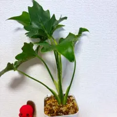 T.T様 リクエスト 2点 まとめ商品