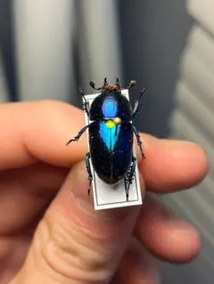 ニボシ様 リクエスト 3点 まとめ商品