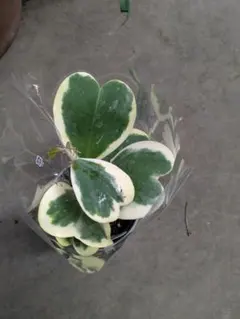 ☆koushi☆様 リクエスト 2点 まとめ商品