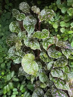 2025年最新】begonia ベゴニアの人気アイテム - メルカリ