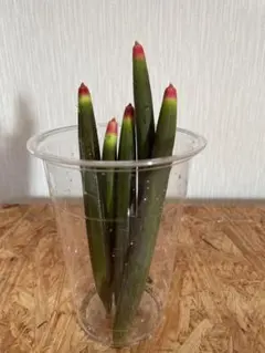 Ponpoko様 リクエスト 2点 まとめ商品