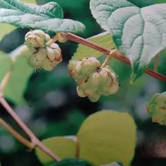 とら吉様 リクエスト 2点 まとめ商品